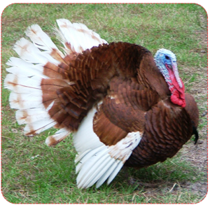Image of Thomas the turkey.